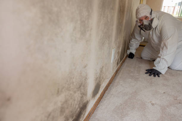 Best Mold Remediation for Vacation Homes  in Antioch, IL